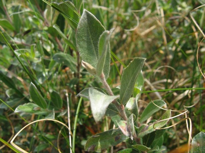 Salix repens 