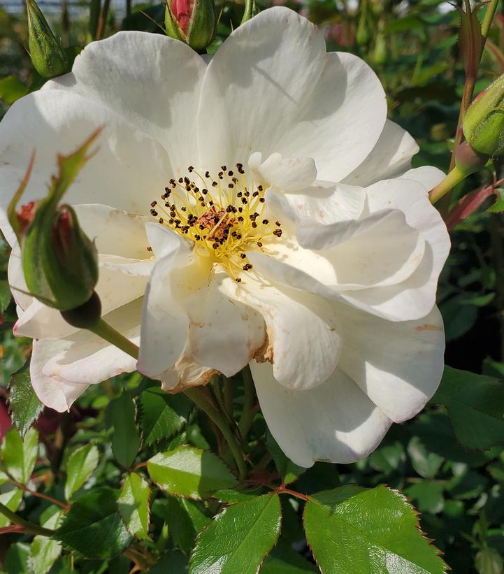 Rosa Easy Elegance® Oscar Peterson™