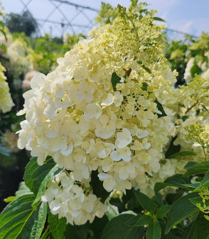 Hydrangea paniculata Love-A-Lot™ Pink