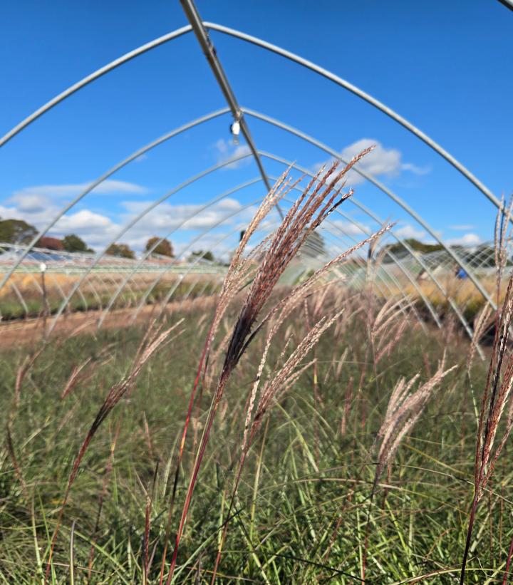 Miscanthus sinensis Adagio