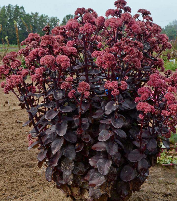 Sedum x 'Night Embers'
