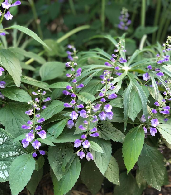 Scutellaria 'Appalachian Blues'