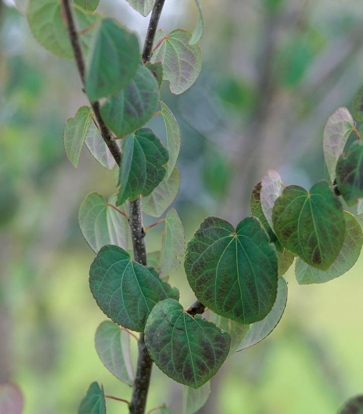 Cercidiphyllum japonicum 
