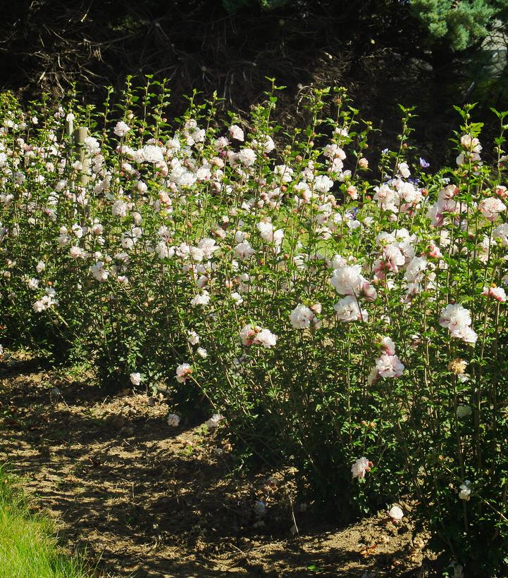 Hibiscus syriacus French Cabaret™ Blush