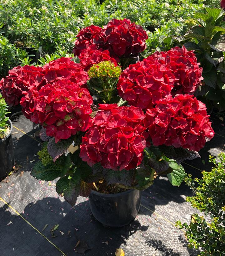 Hydrangea macrophylla Cherry-Go-Round™