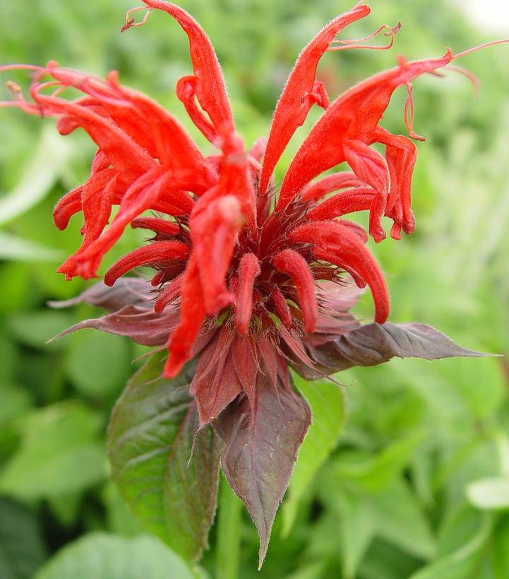 Monarda didyma 'Jacob Cline'