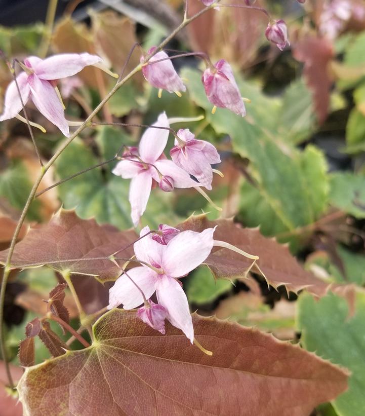 Epimedium x 'Pink Panther'