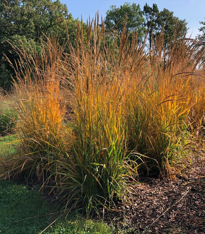 Sorghastrum nutans Golden Sunset®