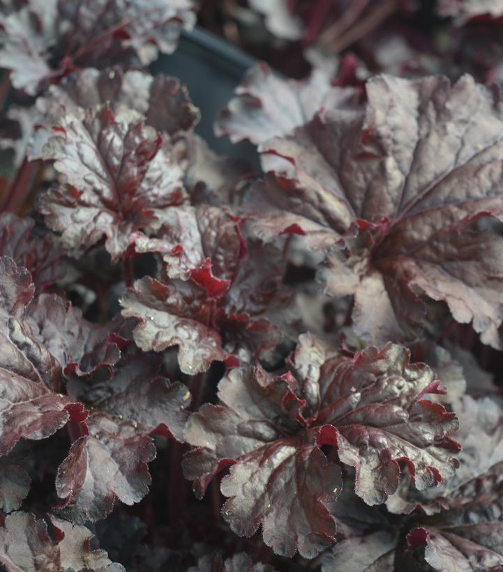 Heuchera hybrid Dressed Up™ 'Evening Gown'