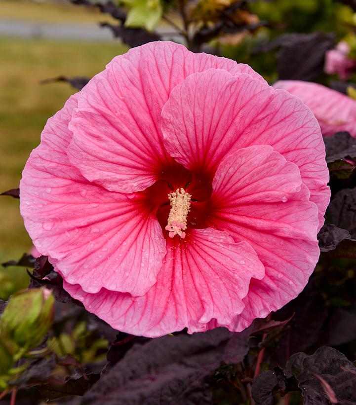 Hibiscus x Summerific® Edge of Night
