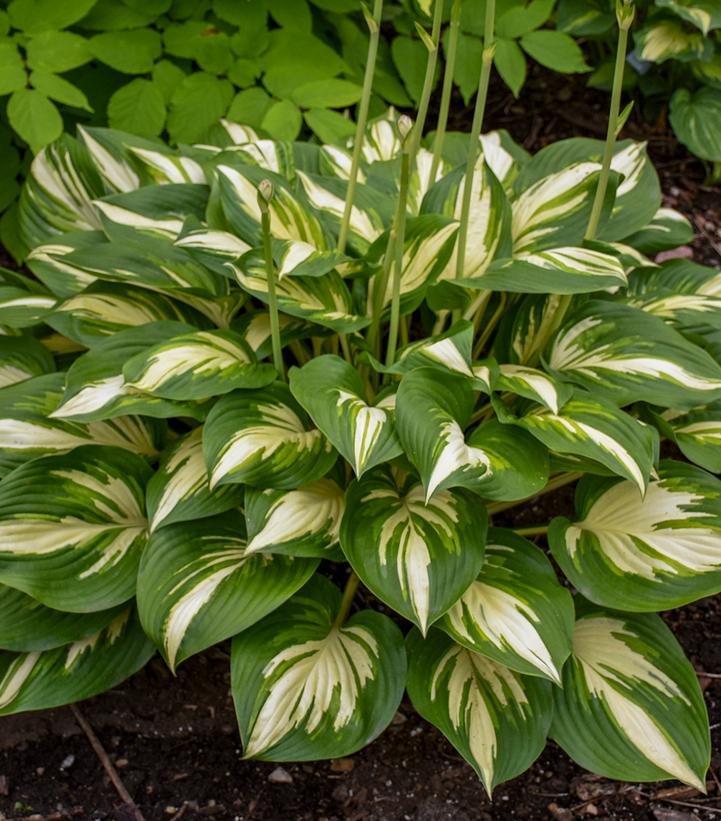 Hosta hybrid Shadowland® Shadowland® 'Miss America'