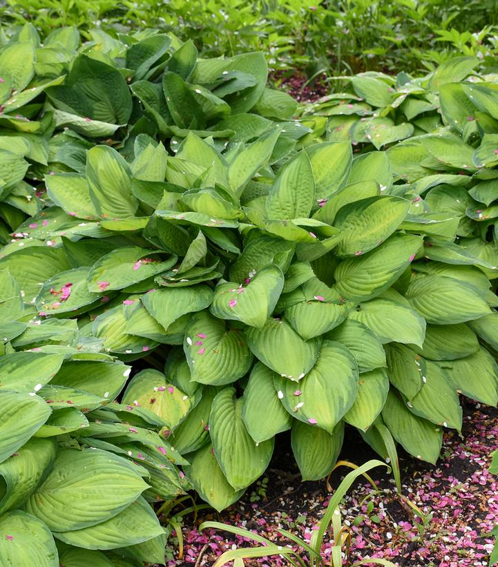 Hosta 'Gold Standard'