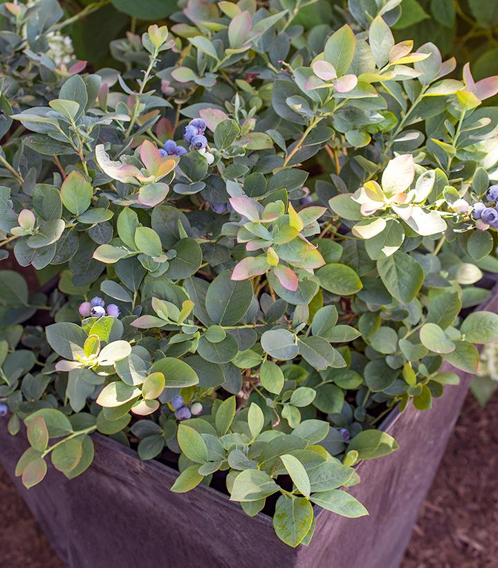 Vaccinium corymbosum Silver Dollar®