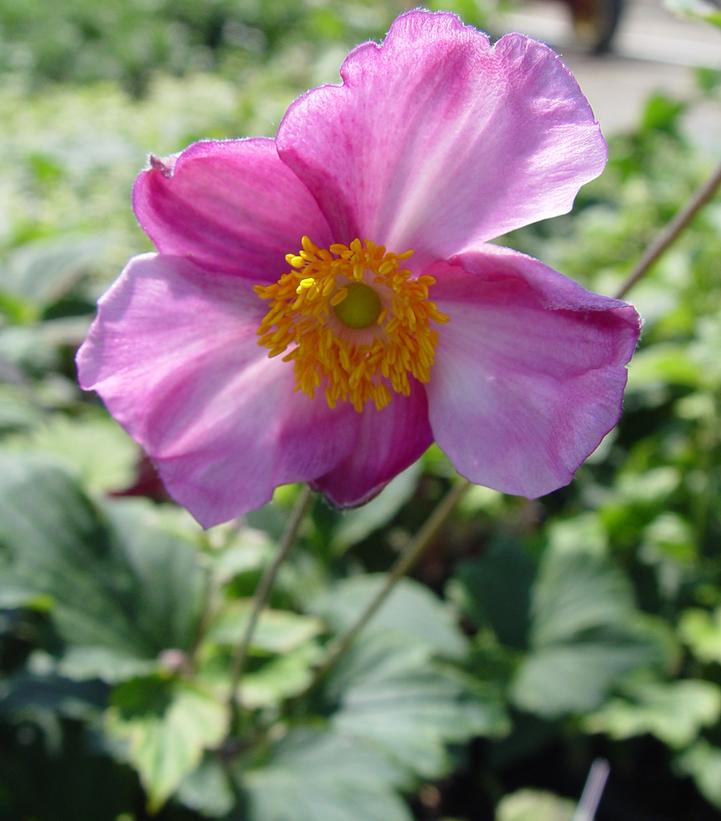 Anemone X 'September Charm'