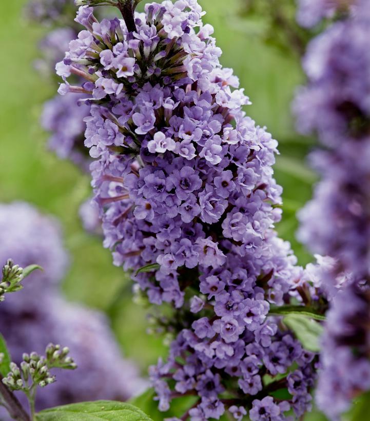 Buddleia x 'High Five Purple'