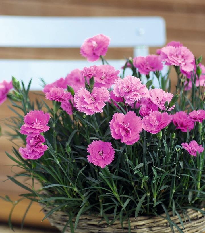 Dianthus x Everlast™ 'Orchid'