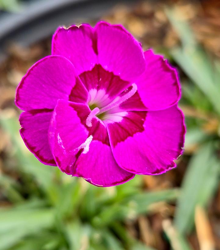 Dianthus x Everlast™ - Violet Blue