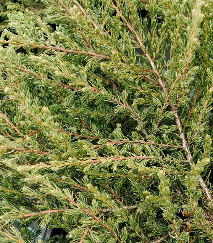 Juniperus communis Alpine Carpet®