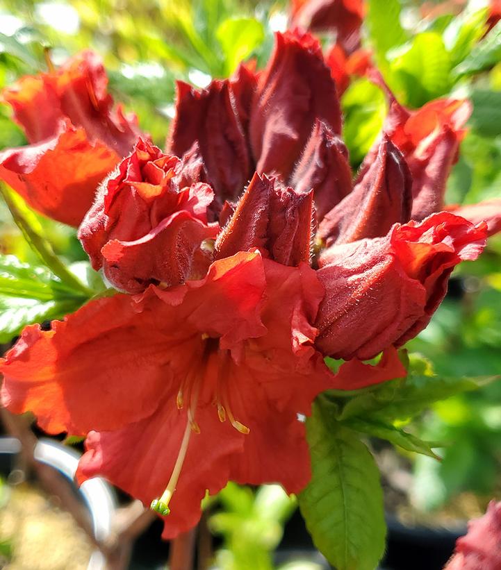 Azalea x 'Red Demon'