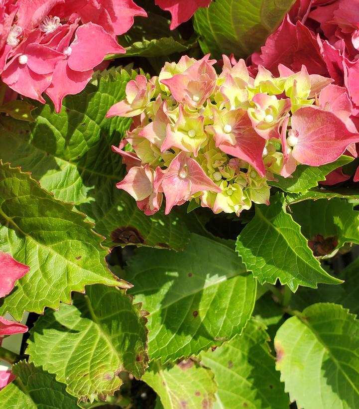 Hydrangea mac. HI™ Fire