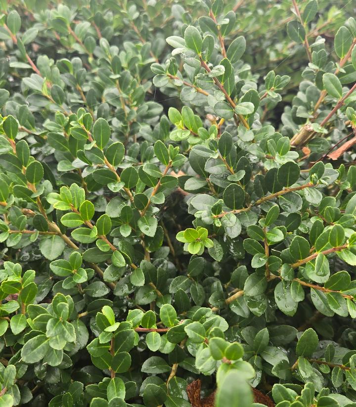 Ilex crenata 'Chilly Willy'