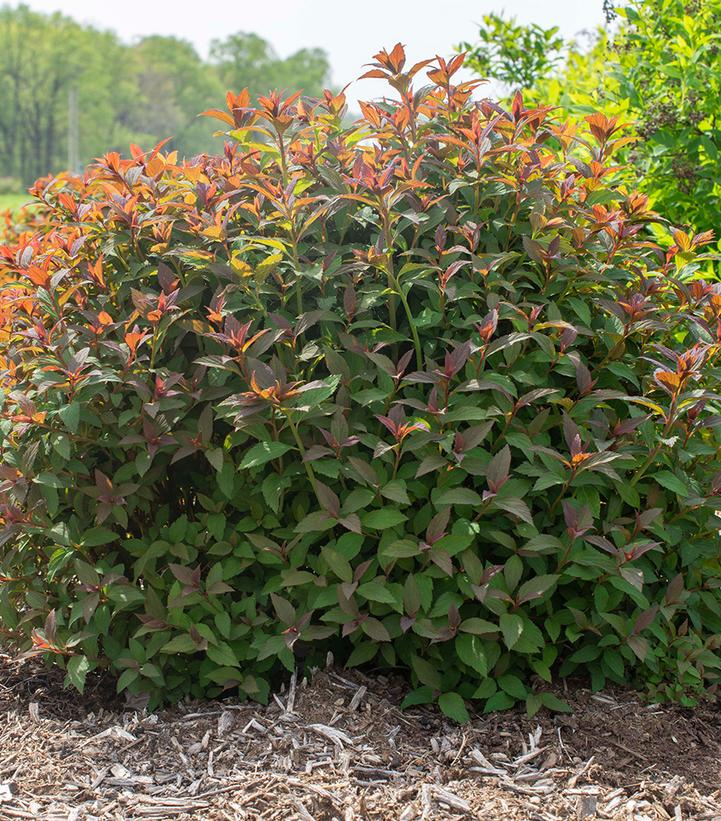 Spiraea japonica Empire® Ice Dragon™