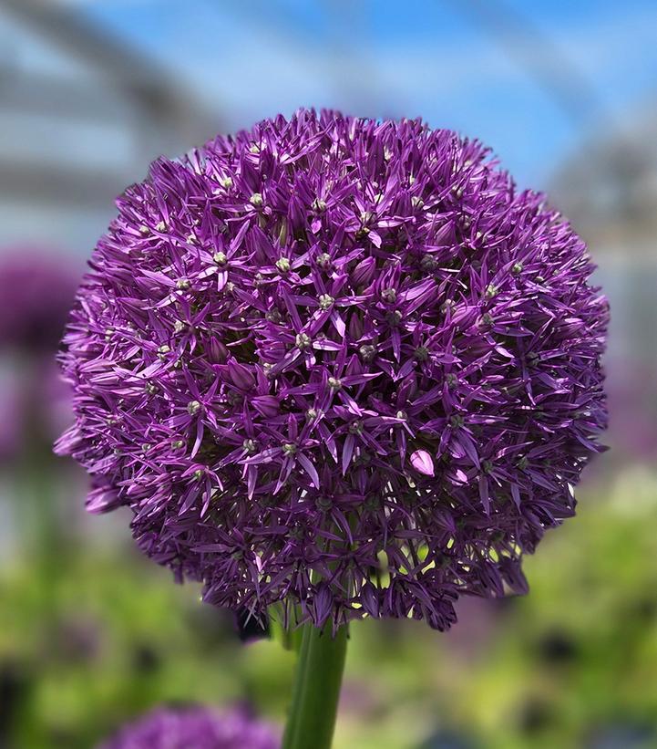 Allium x 'Pinball Wizard'
