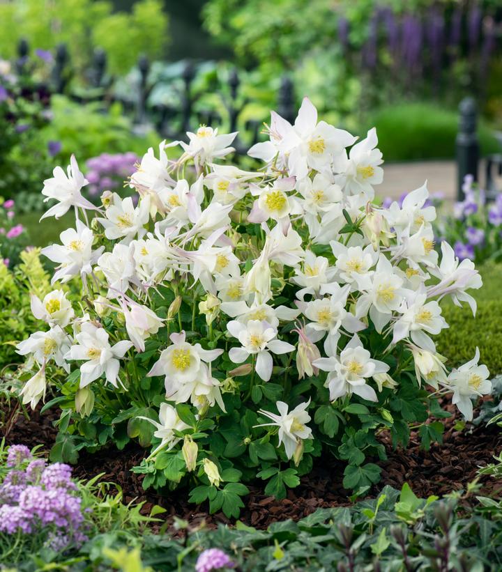Aquilegia x Earlybird™ White