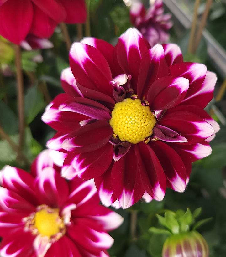 Dahlia Dalaya® Purple White