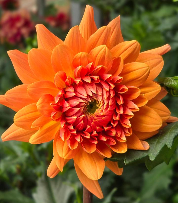 Dahlia 'Renate Tozio'