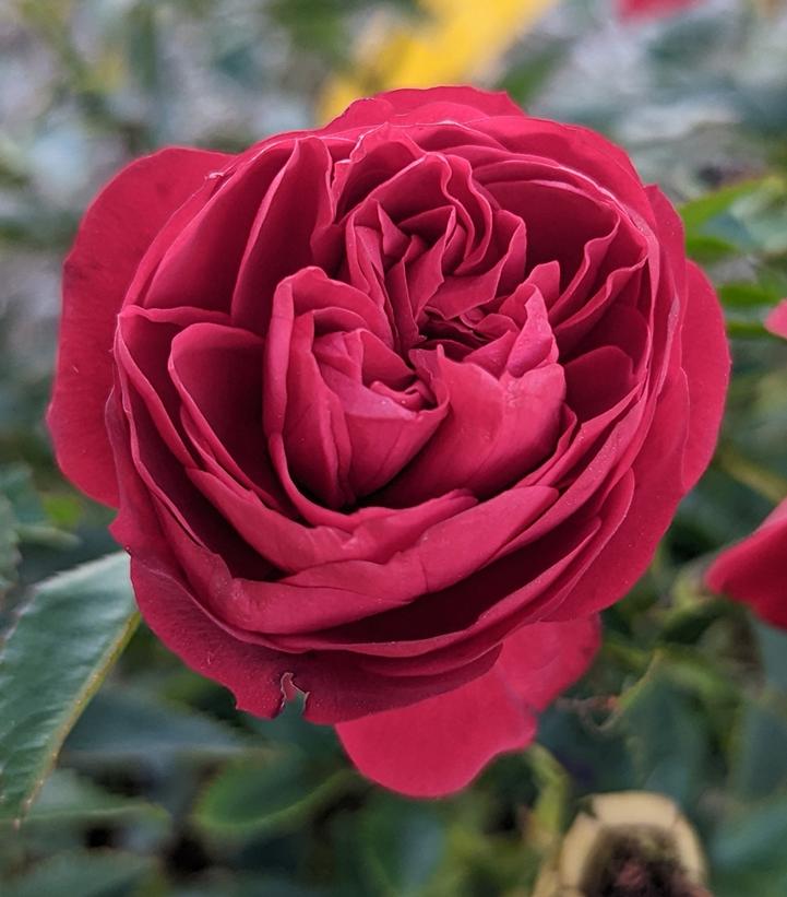 Rosa True Love™