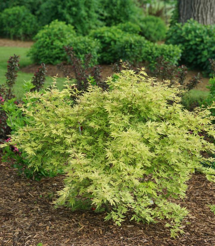 Acer palmatum Metamorphosa®