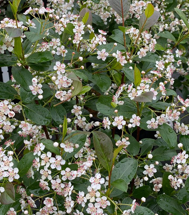 Aronia melanocarpa Low Scape Snowfire®