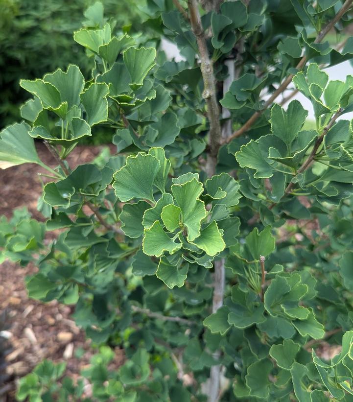 Ginkgo biloba Skinny Fit®