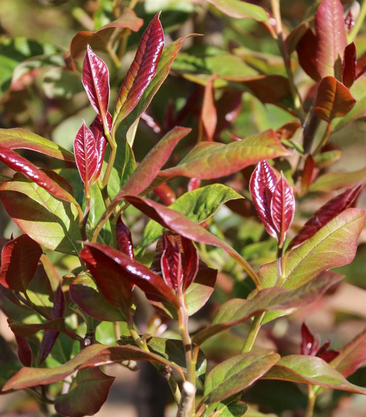Nyssa sylvatica Wildfire