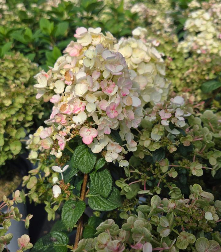 Hydrangea paniculata Tiny Quick Fire®
