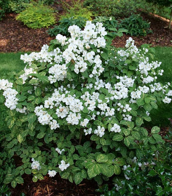 Philadelphus coronarius Illuminati Sparks™