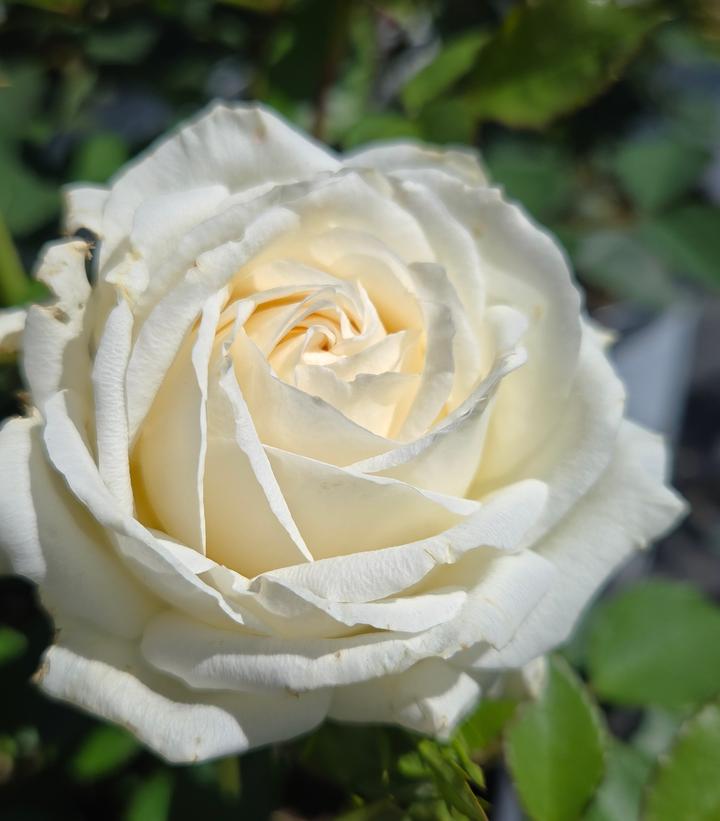 Rosa x Reminiscent® Crema