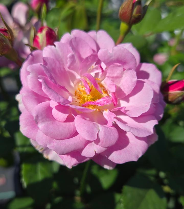 Rosa x Rise Up Lilac Days®
