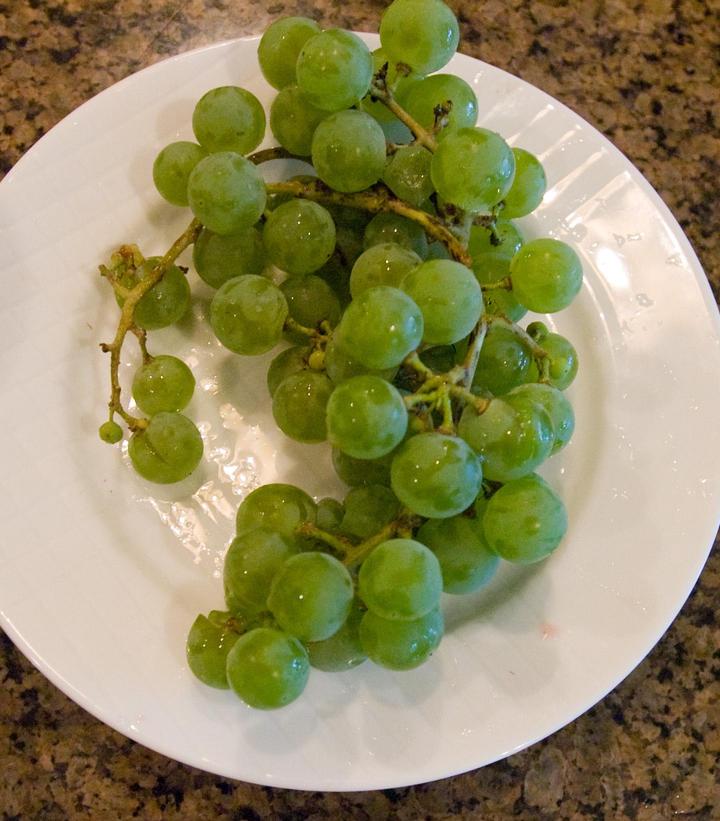 Vitis x 'Edelweiss'
