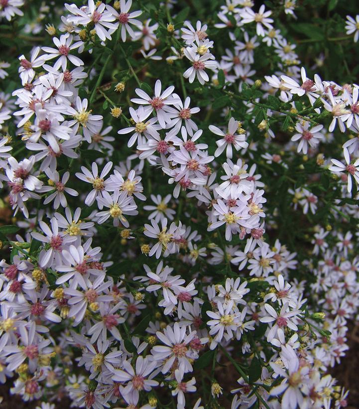 Aster cordifolium 