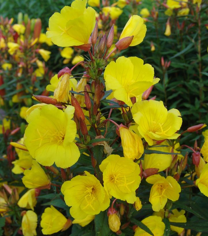 Oenothera f. Fireworks