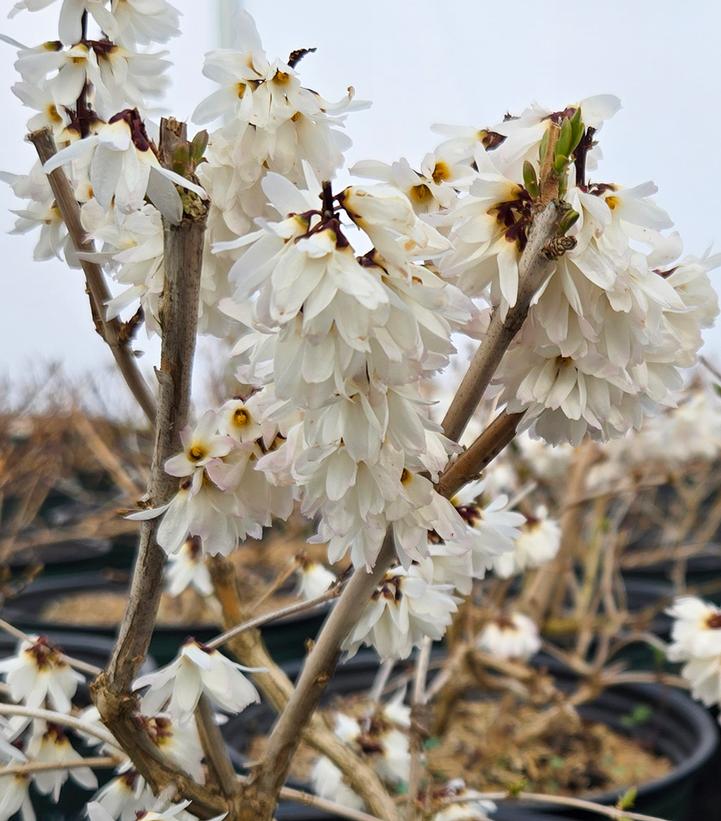Abeliophyllum distichum 