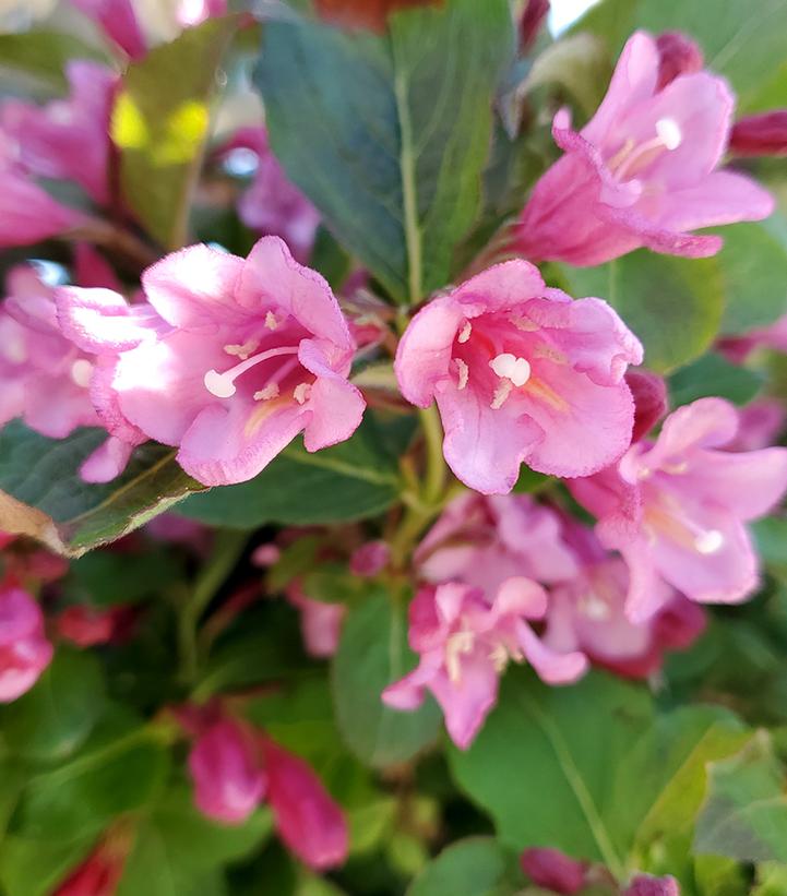Weigela florida Midnight Sun®
