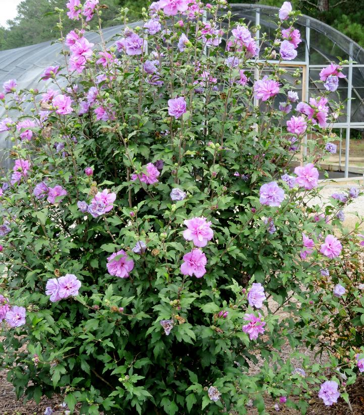 Hibiscus syriacus French Cabaret™ Purple