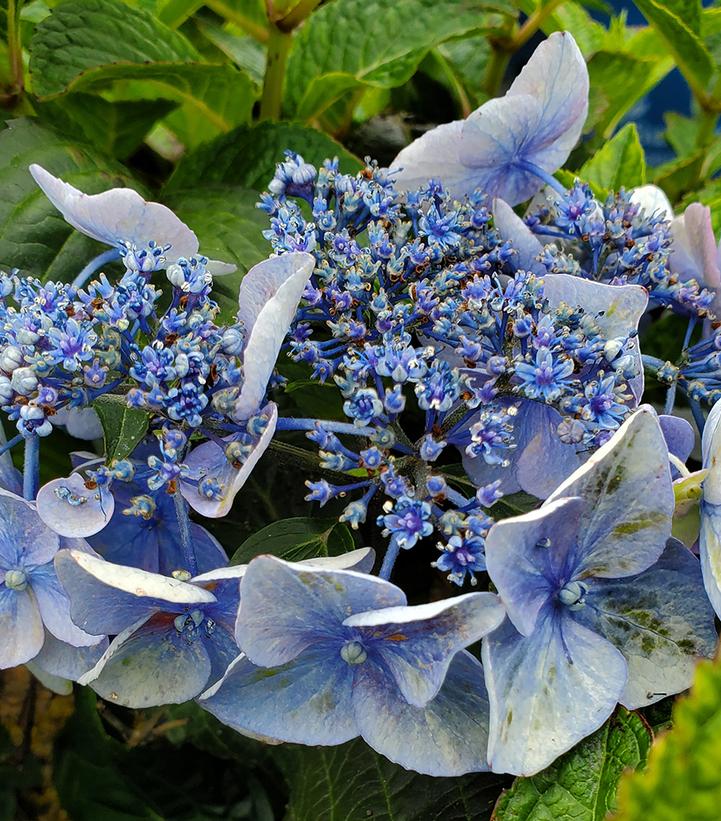 Hydrangea macrophylla Endless Summer® Pop Star®