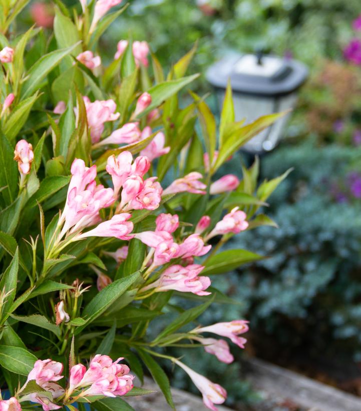 Weigela x Peach Kisses™