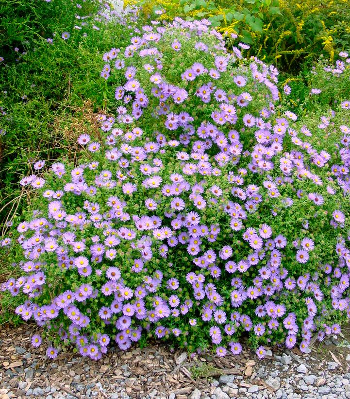 Aster oblongifolium 'October Skies'