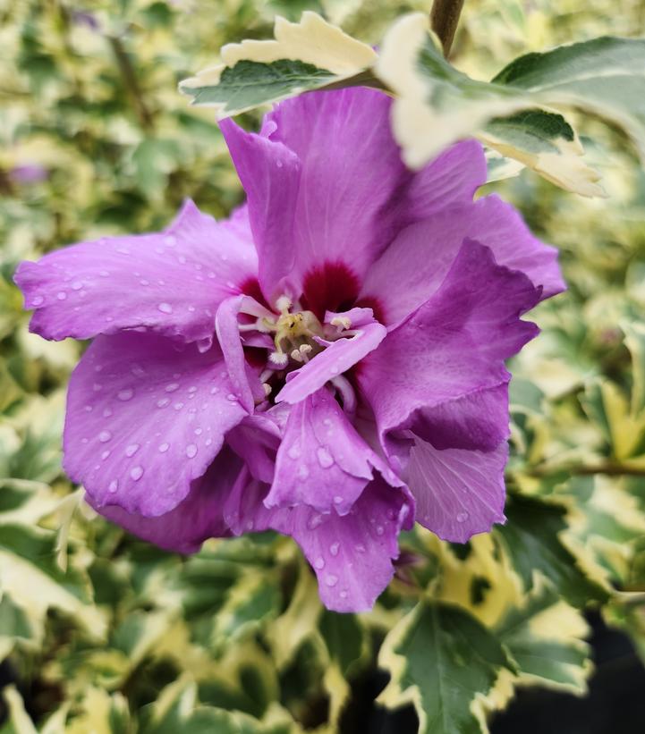 Hibiscus syriacus Showtime