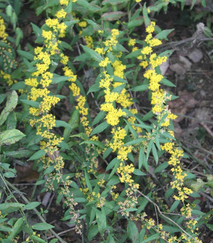 Solidago caesia 